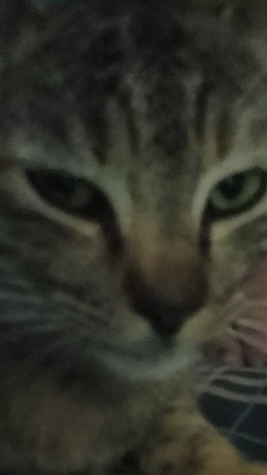 ai character: Cat  background