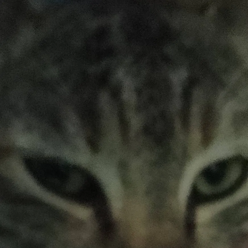 chat with ai character: Cat 