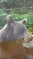 ai character: 221953gf  background