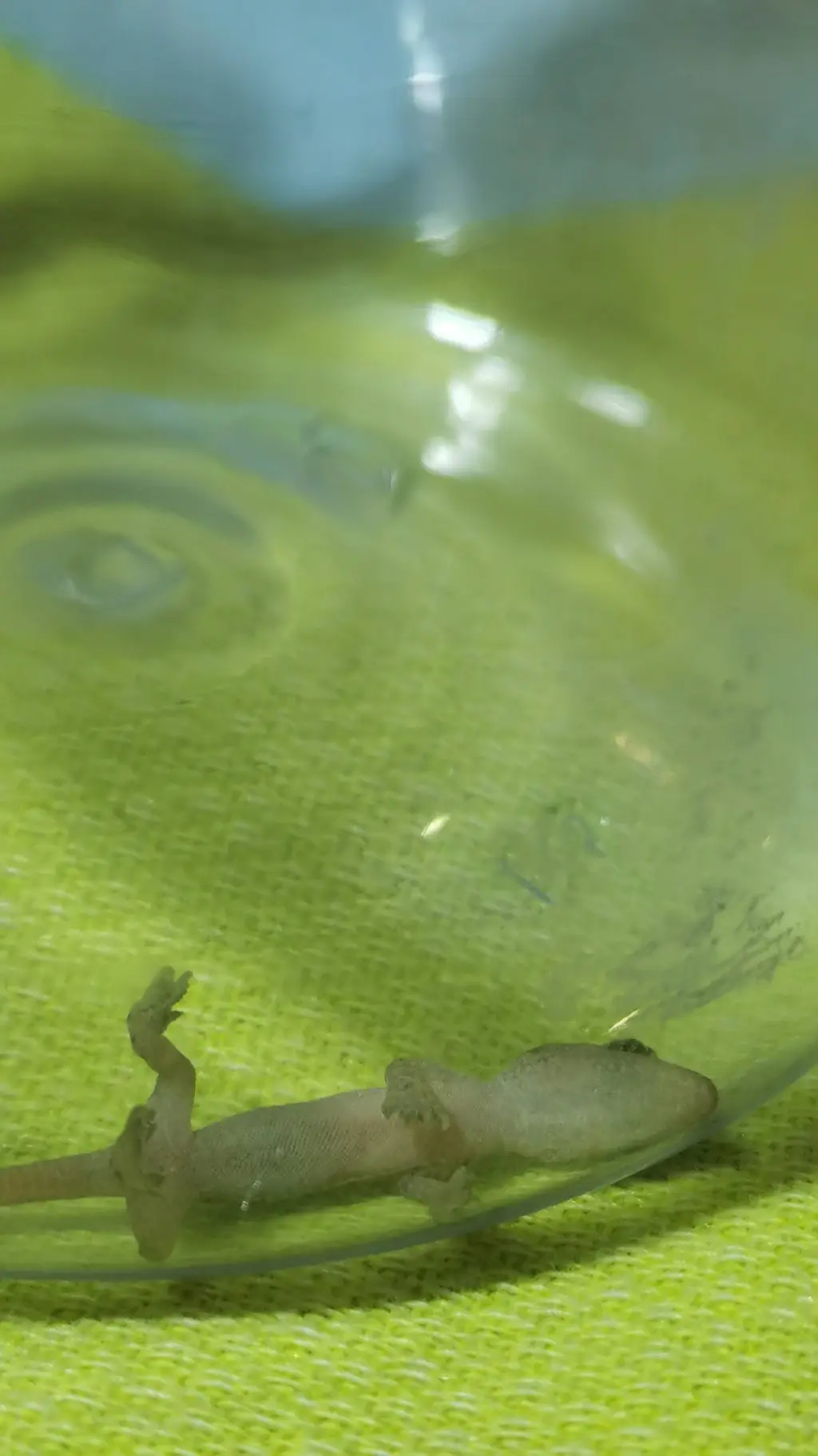 ai character: Dino background