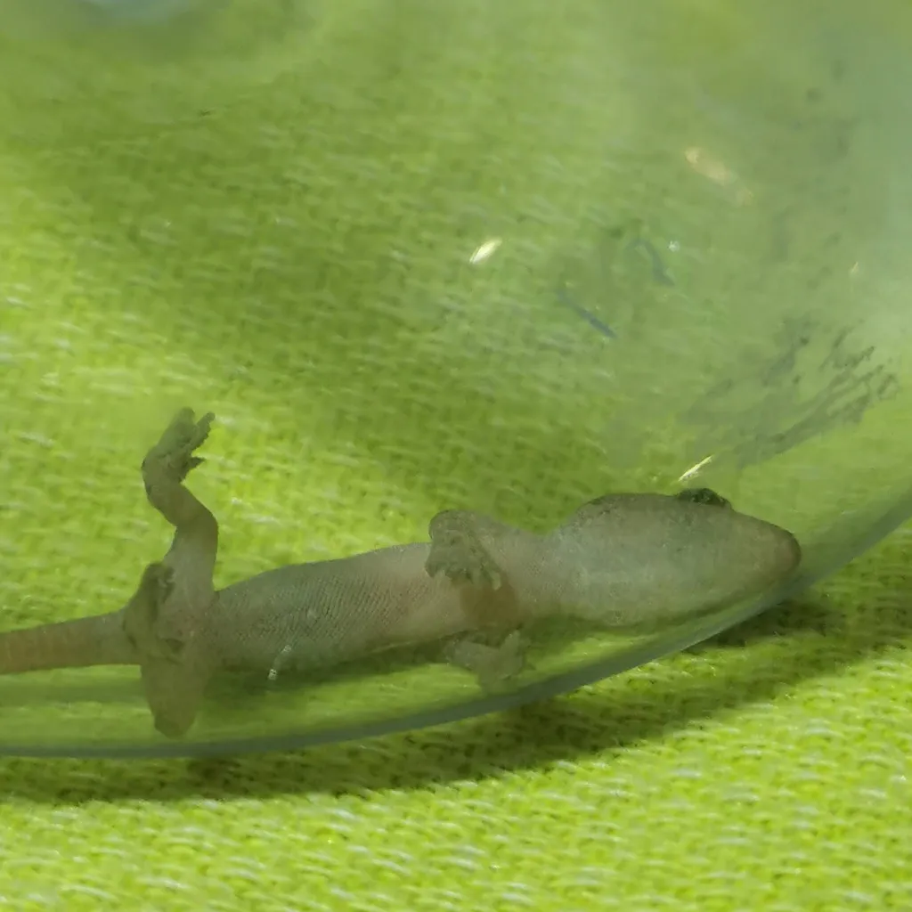 chat with ai character: Dino