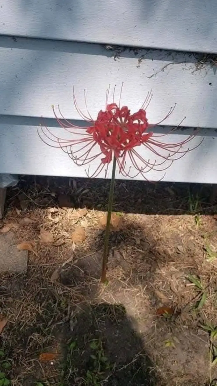 ai character: Flower  background