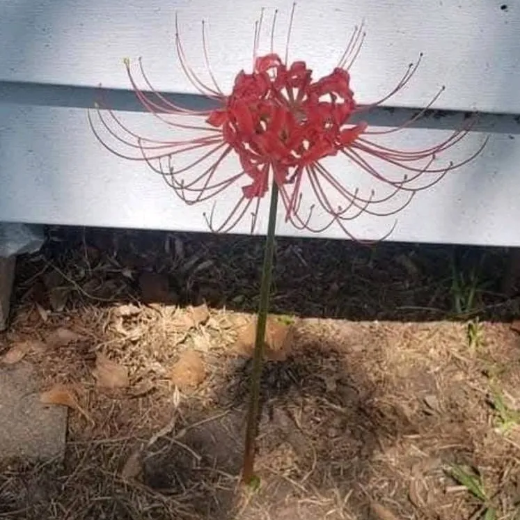 chat with ai character: Flower 