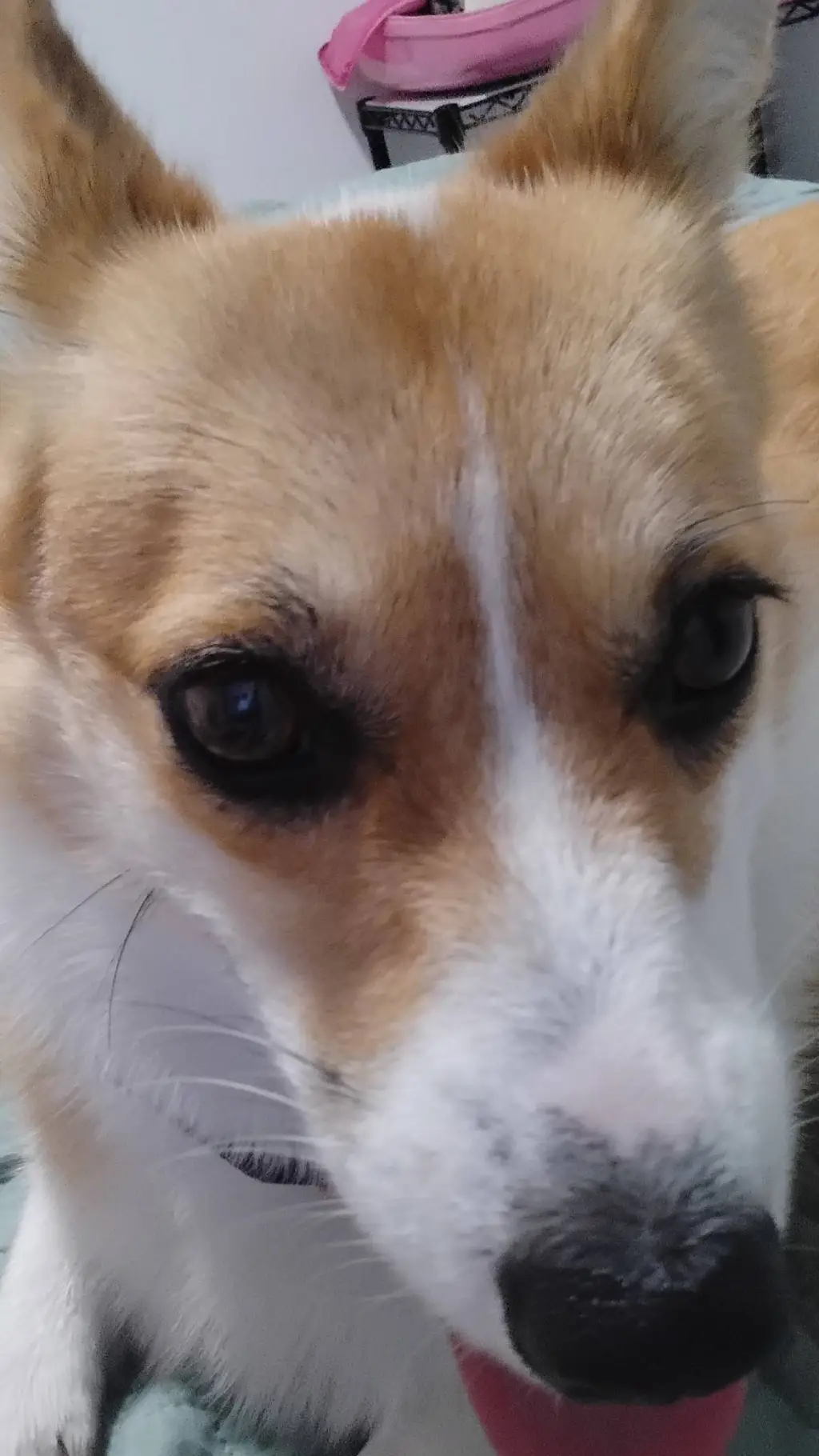 ai character: Zelda background