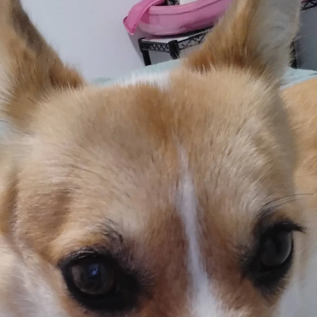 chat with ai character: Zelda