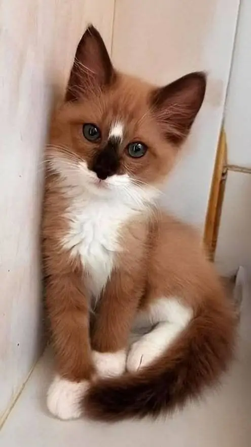 ai character: talkie requests background