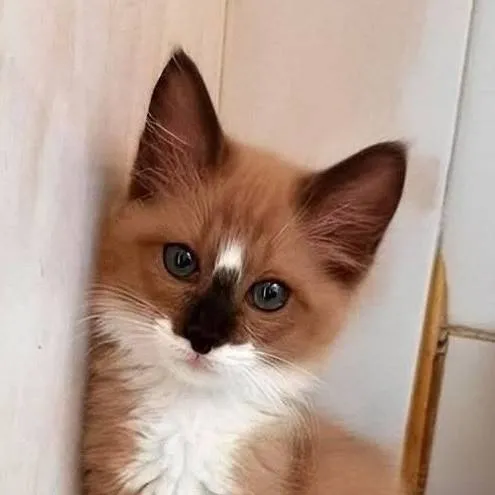 chat with ai character: talkie requests