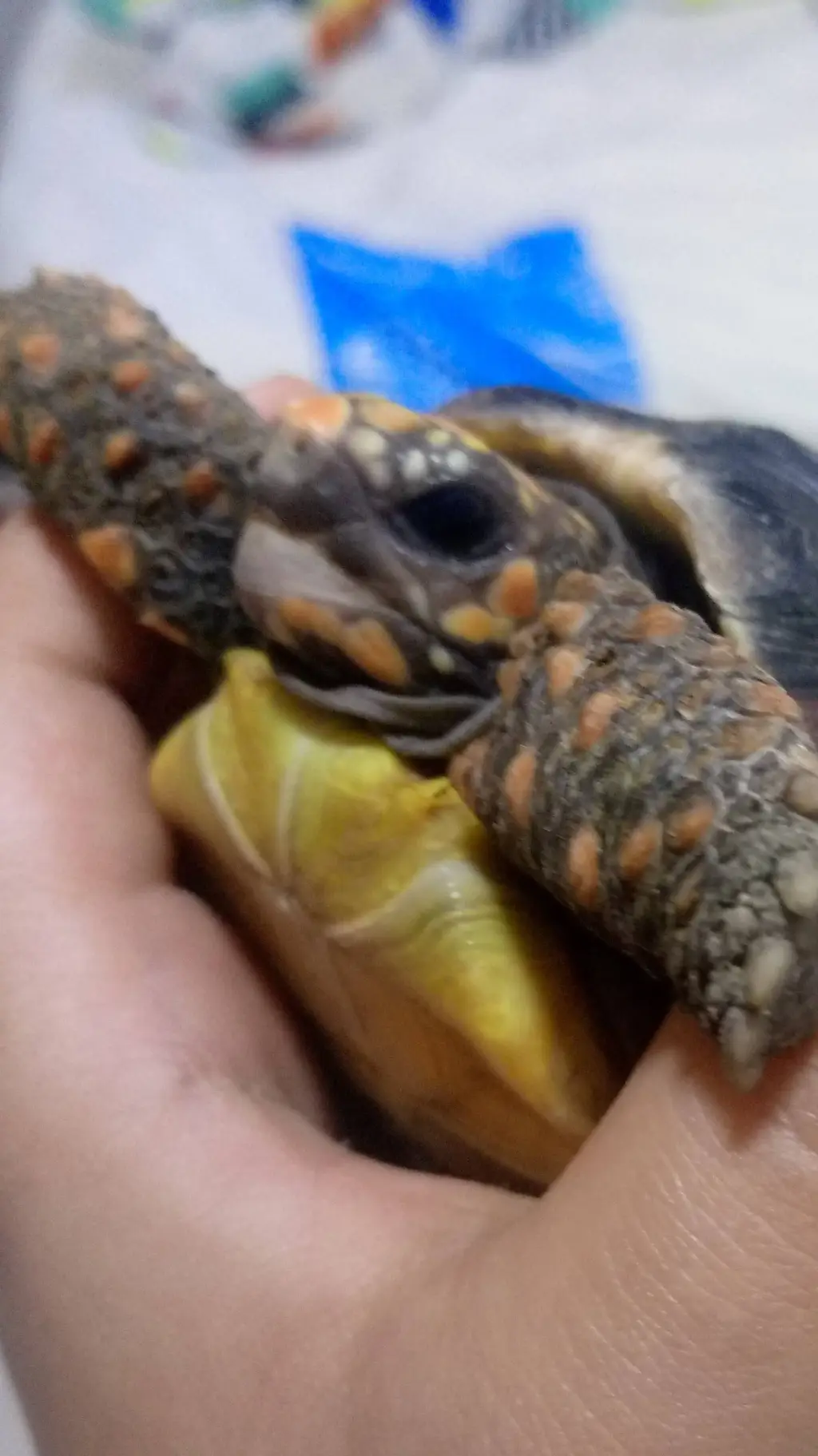 ai character: Countryballs  background