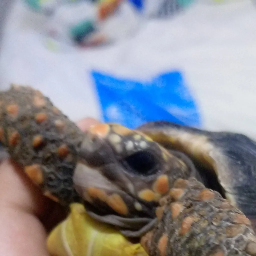 chat with ai character: Countryballs 