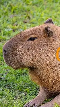 ai character: Capybara background