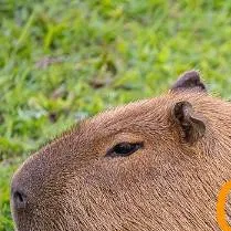 chat with ai character: Capybara