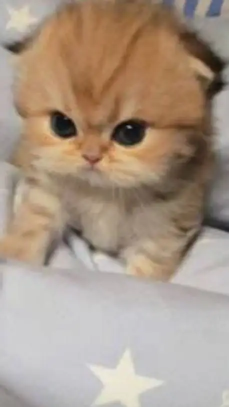 ai character: 😺Ginger😺 background