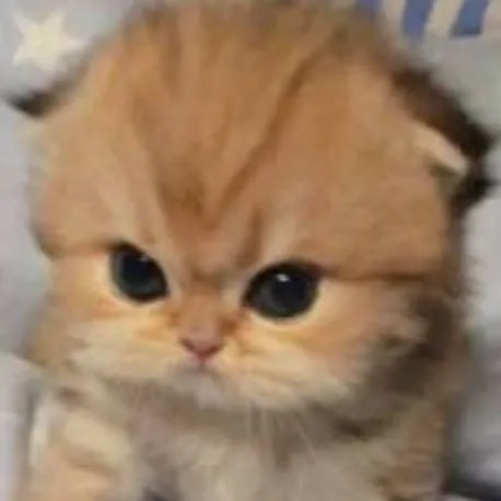 chat with ai character: 😺Ginger😺