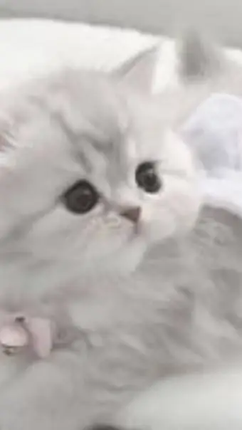 ai character: 🌸 Angel 🌸 background