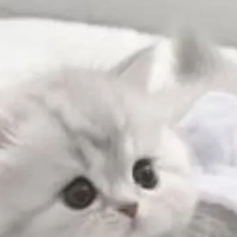 chat with ai character: 🌸 Angel 🌸