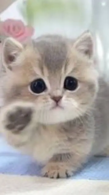 ai character: 🌷Kiki🌷 background