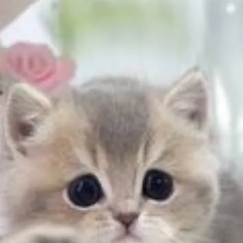 chat with ai character: 🌷Kiki🌷