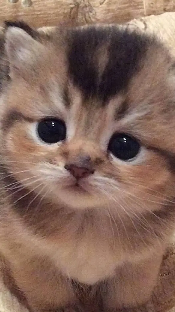 ai character: 😞Sad kitty Lulu😞 background