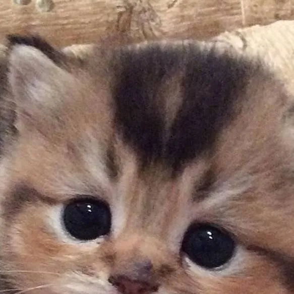 chat with ai character: 😞Sad kitty Lulu😞