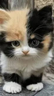 ai character: Max😼 background