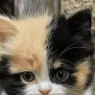 chat with ai character: Max😼