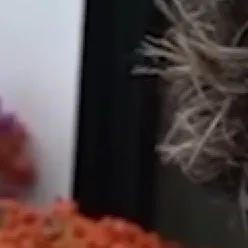 chat with ai character: Farrah 