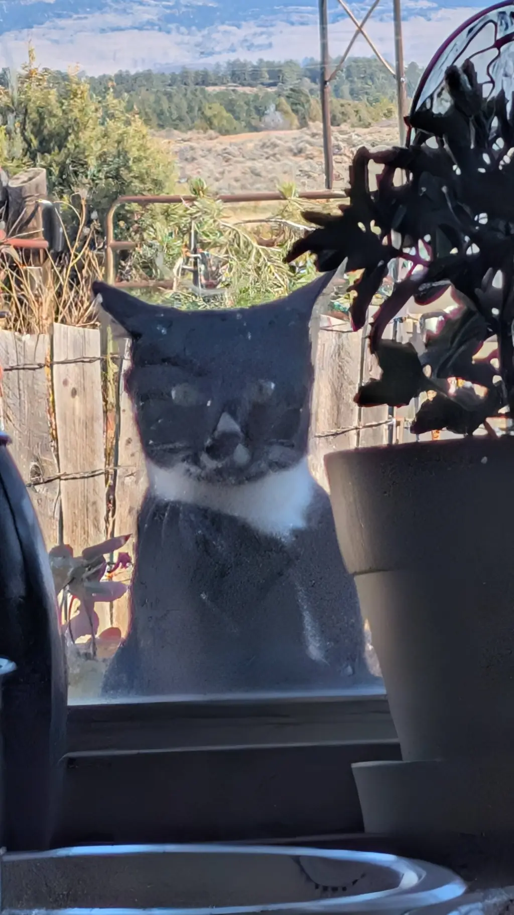 ai character: Cod Rabies?? background