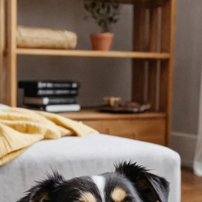 chat with ai character: felix