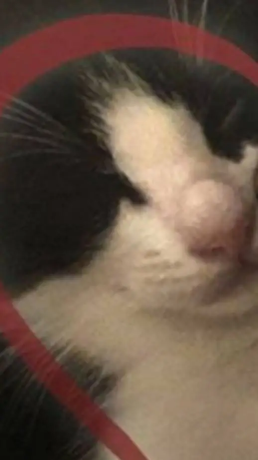 ai character: ds new hashira background