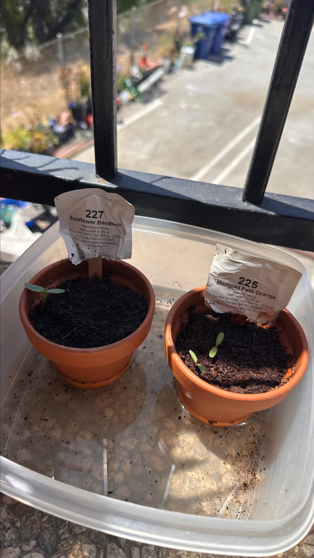 ai character: +GROW A GARDEN!🪴 background