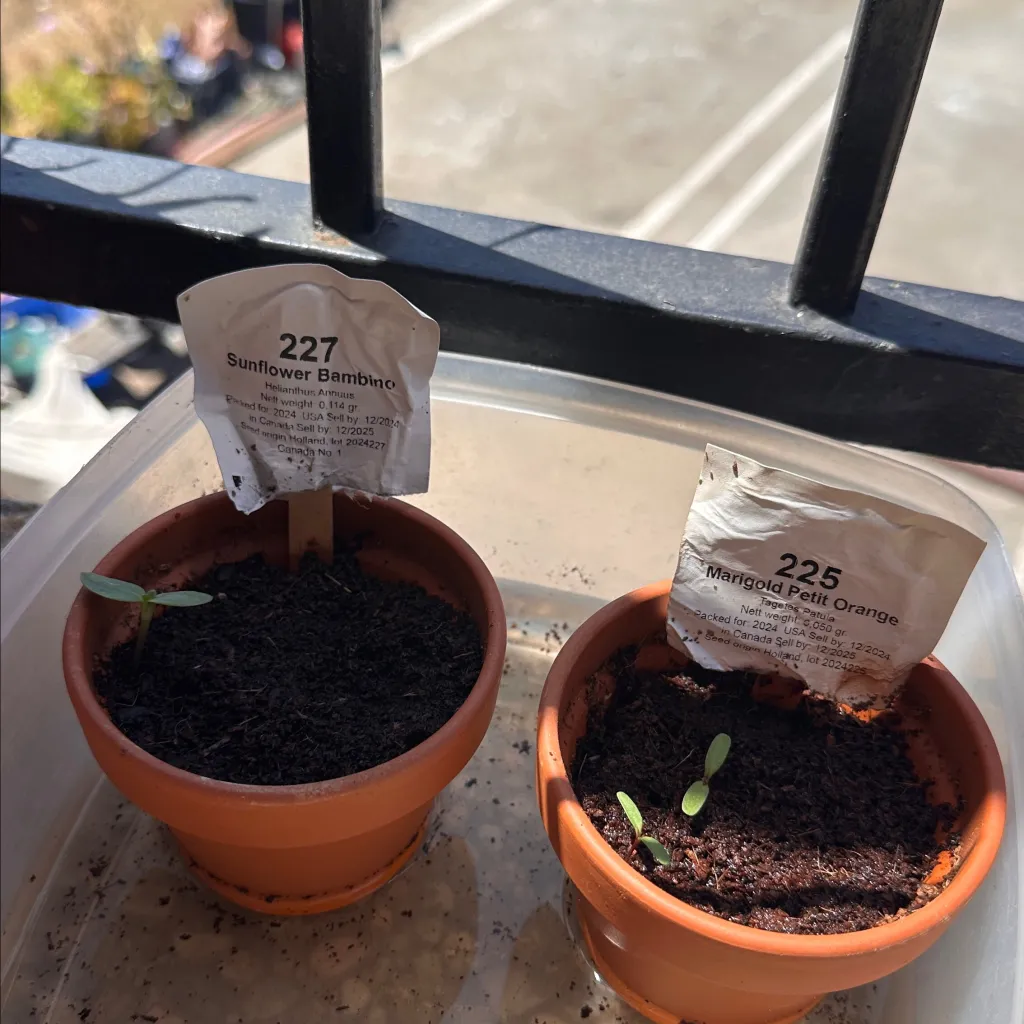 chat with ai character: +GROW A GARDEN!🪴