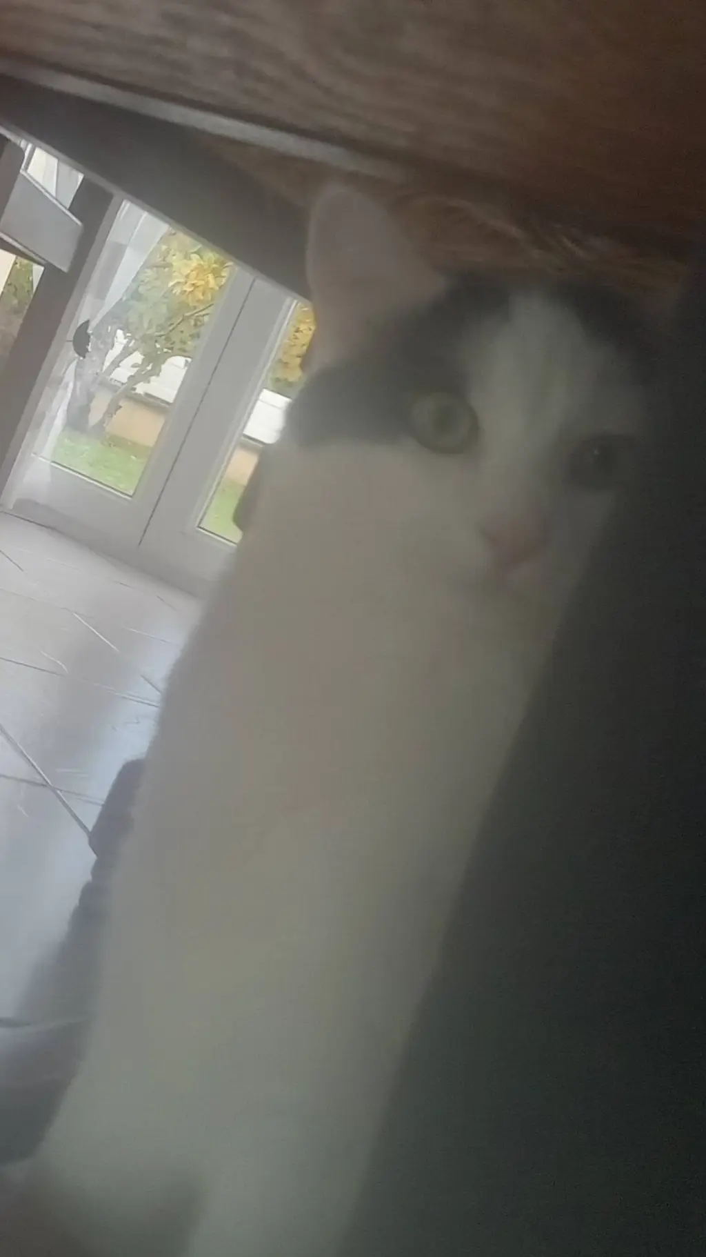 ai character: ton chat background