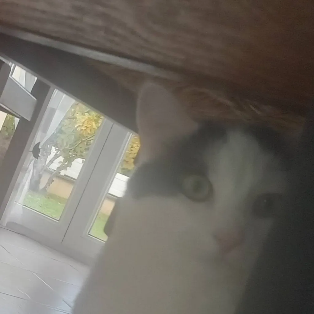 chat with ai character: ton chat