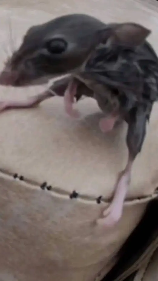 ai character: Smart nerd rat background