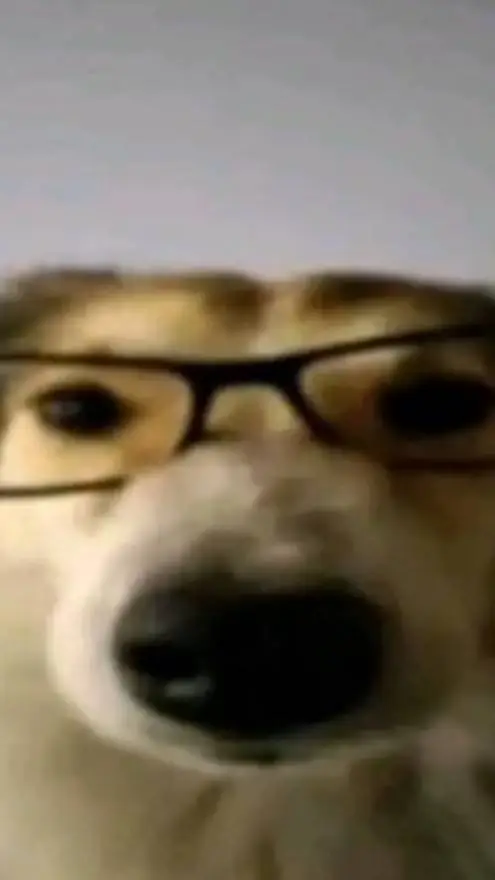 ai character: Smart dog  background