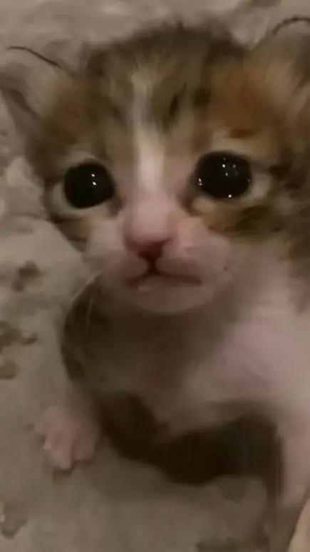 ai character: Poor kitty :( background