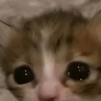 chat with ai character: Poor kitty :(