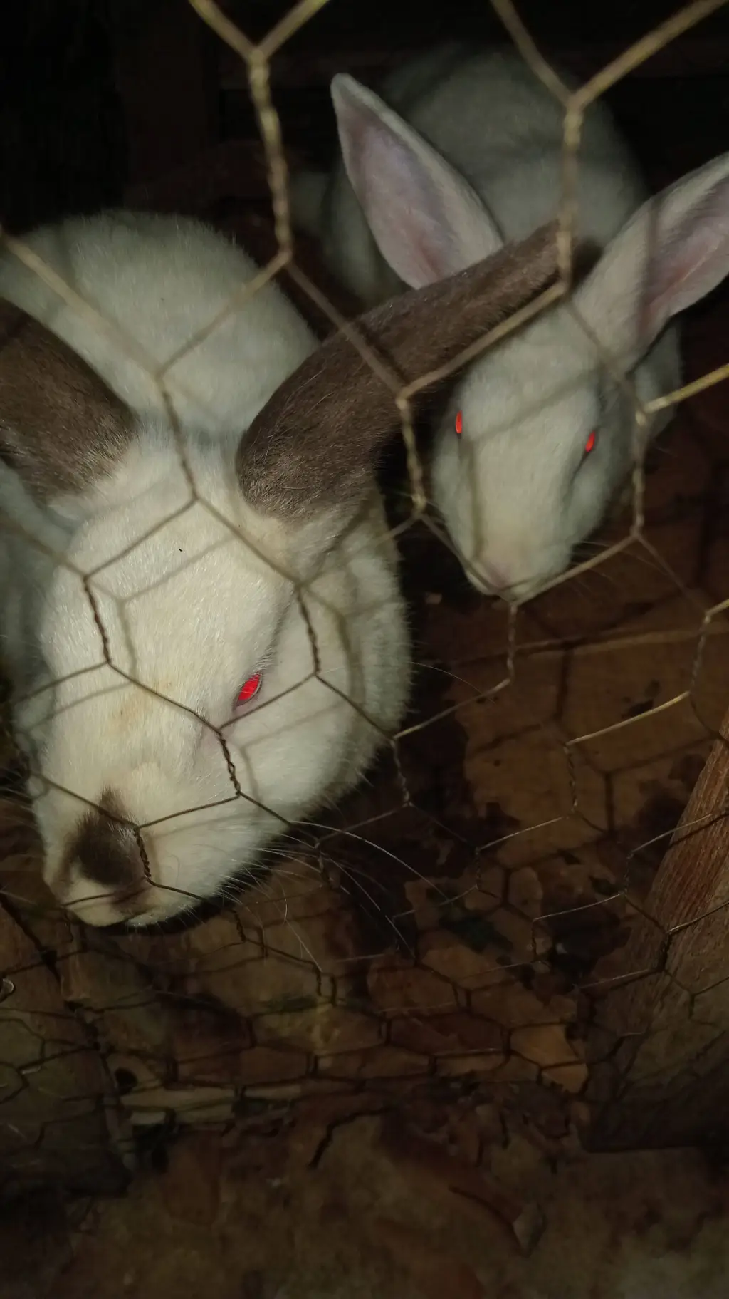 ai character: Tus Dos Conejos  background