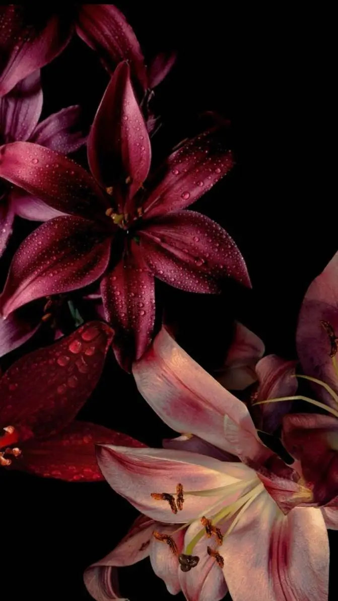 ai character: Han•`. background