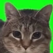 chat with ai character: oeeaeoeeeae cat