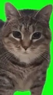 ai character: oeeaeoeeeae cat background