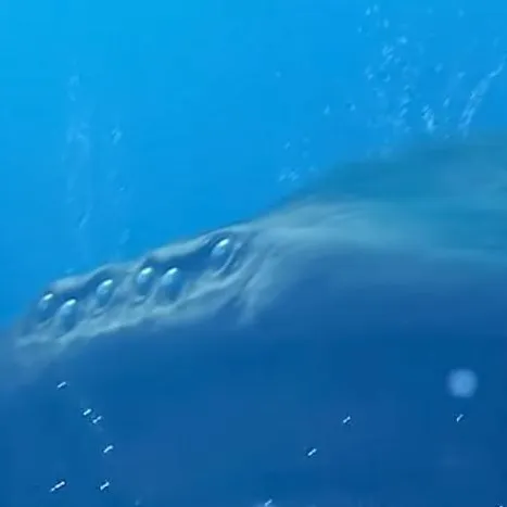 chat with ai character: El Gran Maja 