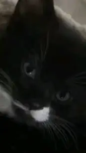 ai character: Lacey+mha..  background