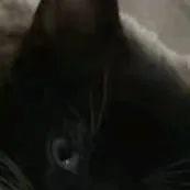 chat with ai character: Lacey+mha.. 