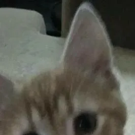 chat with ai character: [Mha x katseye] 