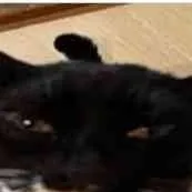 chat with ai character: kitty