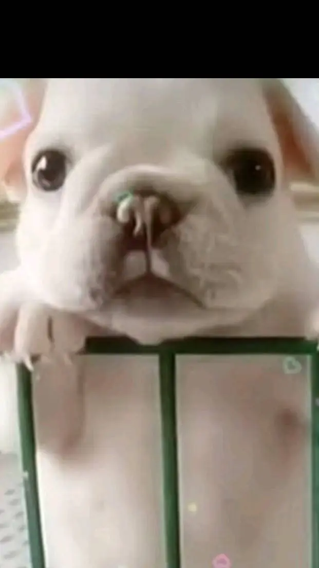 ai character: pipple background