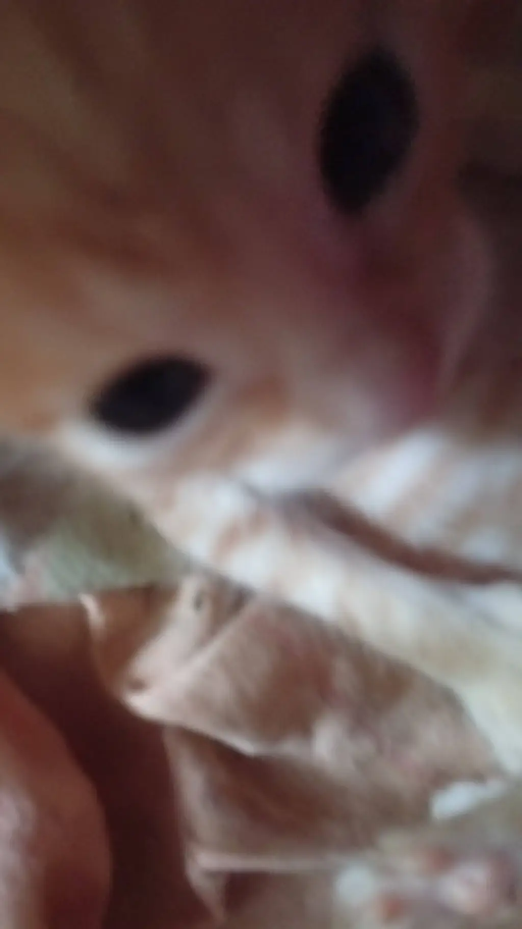 ai character: gatito inteligent background