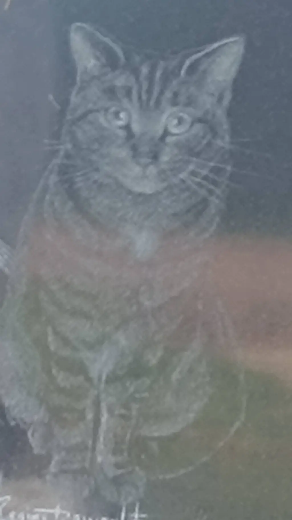 ai character: le Roi des chat 🐱🐈 background