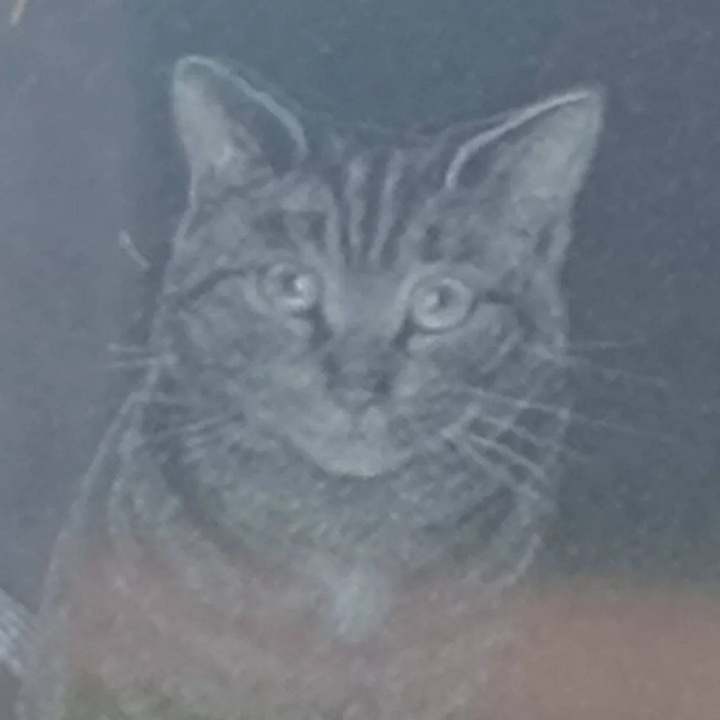 chat with ai character: le Roi des chat 🐱🐈